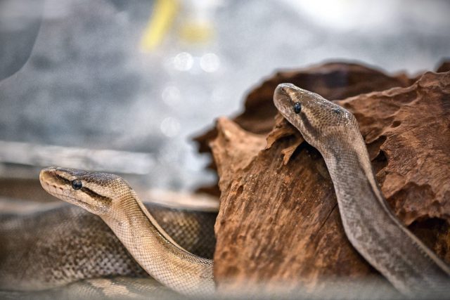 Foire et exposition zoologique ZOOPARK – découvrez les attractions !