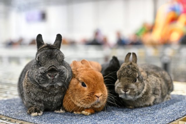 Foire et exposition zoologique ZOOPARK – découvrez les attractions !