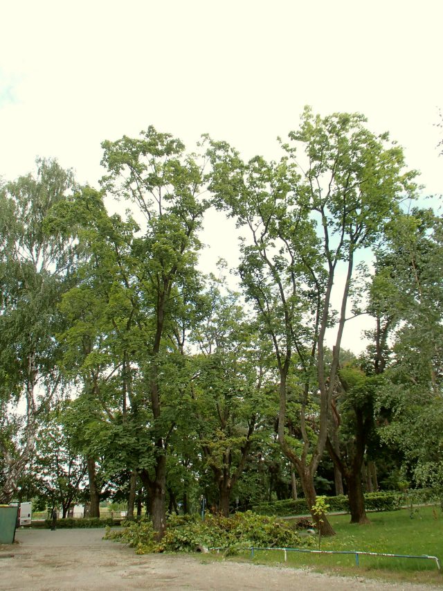 40 cennych drzew w Lublinie przejdzie pielęgnację