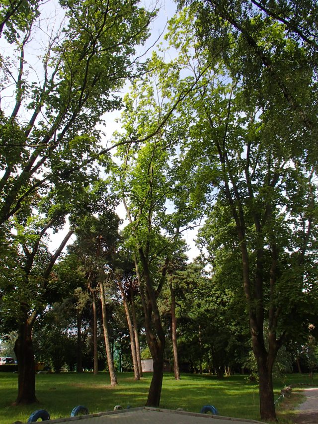 40 cennych drzew w Lublinie przejdzie pielęgnację