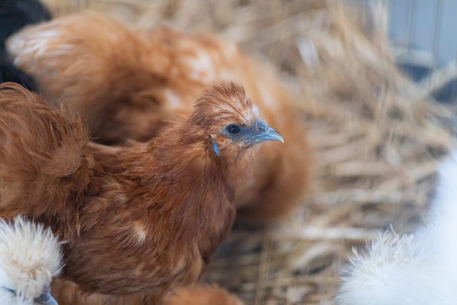 Foire et exposition zoologique ZOOPARK – découvrez les attractions !