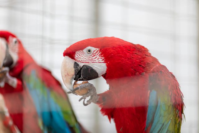 Foire et exposition zoologique ZOOPARK – découvrez les attractions !