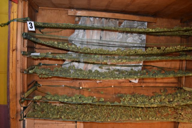 Ponad 26 kg marihuany w altance działkowej. W środku trzech mężczyzn (wideo, zdjęcia)