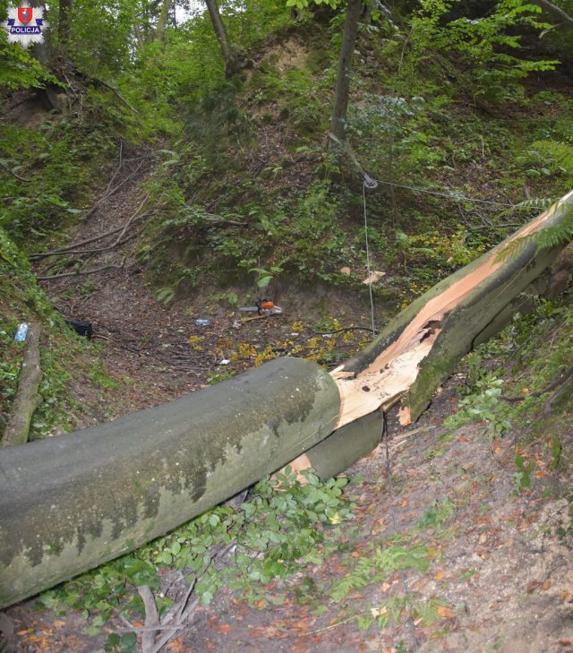 Tragiczny wypadek podczas prac w lesie. Nie żyje mężczyzna przygnieciony przez drzewo (zdjęcia)