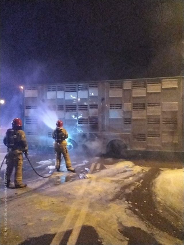 Pożar naczepy z bydłem. W akcji trzy zastępy straży pożarnej (zdjęcia)