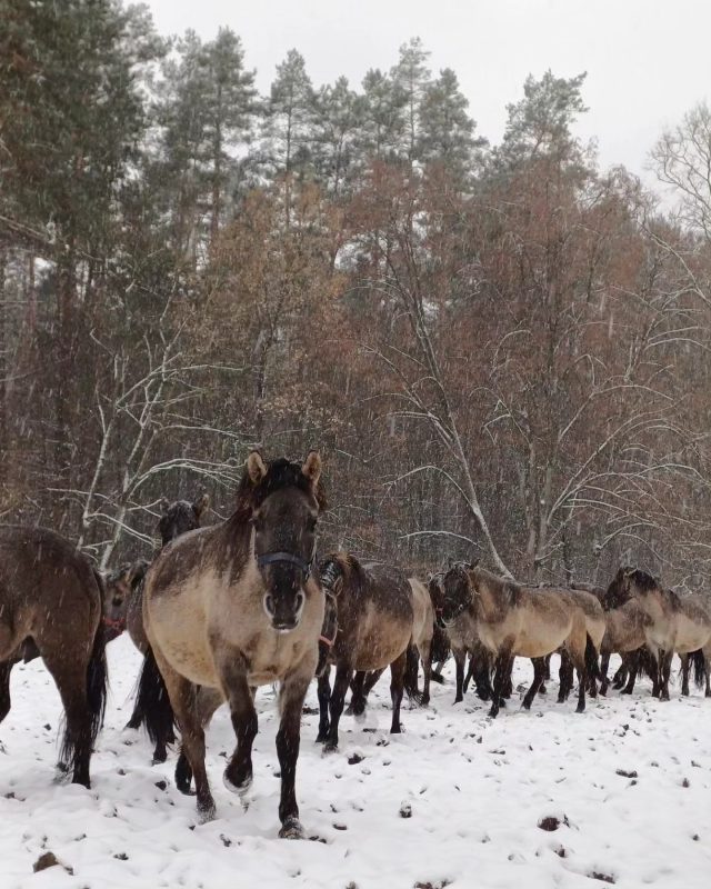 Zima jest im niestraszna. Koniki polskie z Roztocza radzą sobie nawet w najtrudniejszych warunkach (zdjęcia)