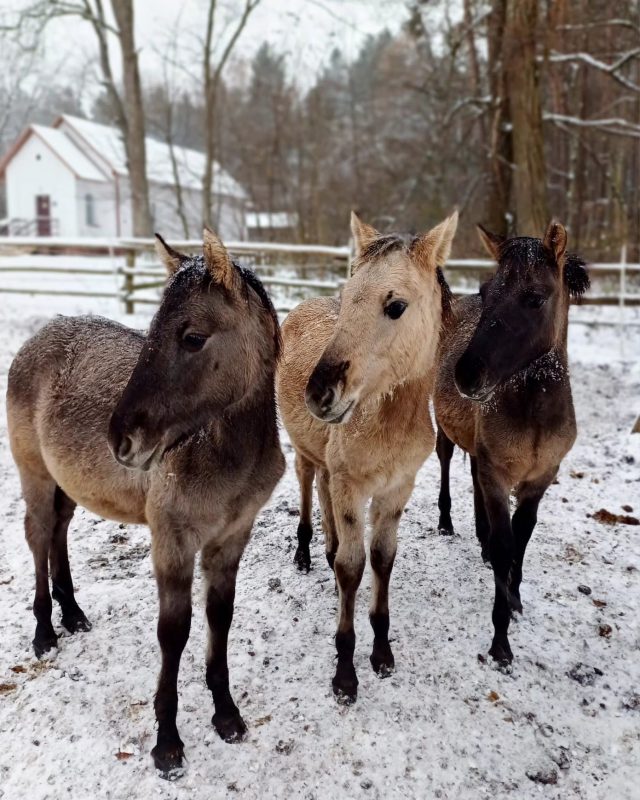 Zima jest im niestraszna. Koniki polskie z Roztocza radzą sobie nawet w najtrudniejszych warunkach (zdjęcia)