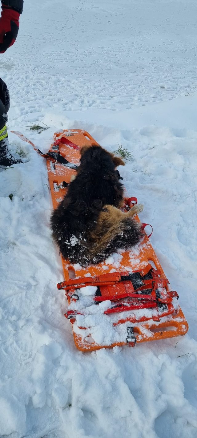 Strażacy ruszyli na ratunek wycieńczonemu psu (zdjęcia)