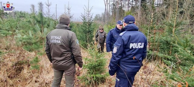 Strażnicy leśni i policjanci „pilnują” choinek. W użyciu fotopułapki, noktowizory oraz termowizory (zdjęcia)