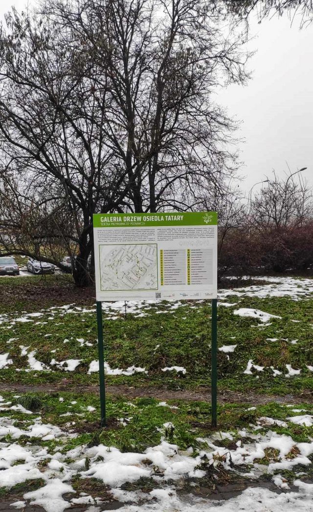 Na lubelskich Tatarach powstała ścieżka edukacyjna. Prezentuje najcenniejsze drzewa w okolicy (foto)