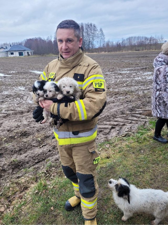 W stawie zauważono wycieńczone szczeniaki, na pomoc ruszyli strażacy. Zwierzęta mają już nowy dom (zdjęcia)