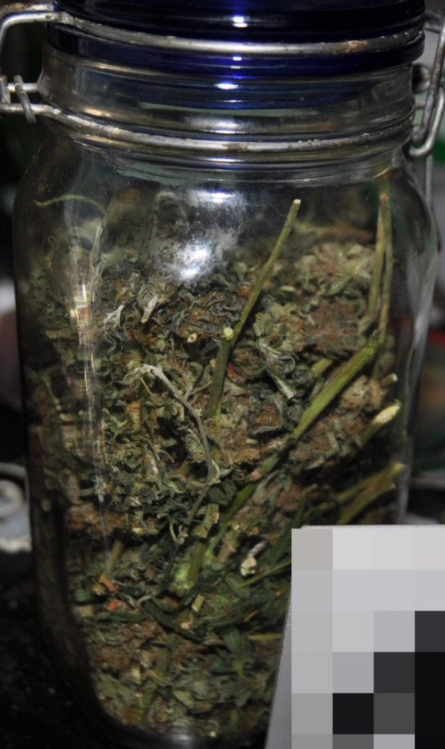 Miał 50 sadzonek konopi i marihuanę w słoiku (zdjęcia)