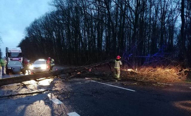 Drzewo upadło na drogę krajową nr 17. Doszło do uszkodzenia przedniej szyby w aucie (zdjęcia)