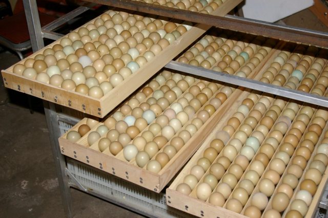 Inkubatory do jaj –  Sami klujmy pisklęta