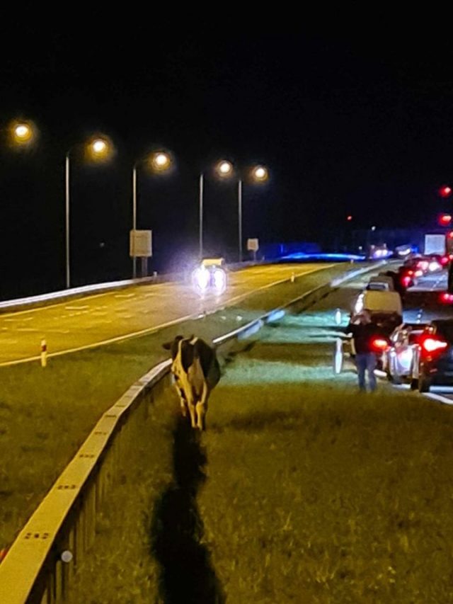 Krowy biegają po ekspresówce. Trasa Lublin – Warszawa jest całkowicie zablokowana (zdjęcia)