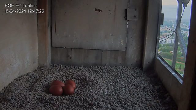 Kurze jaja w sokolim gnieździe. Ornitolodzy starają się pomóc sokolej rodzinie (zdjęcia)