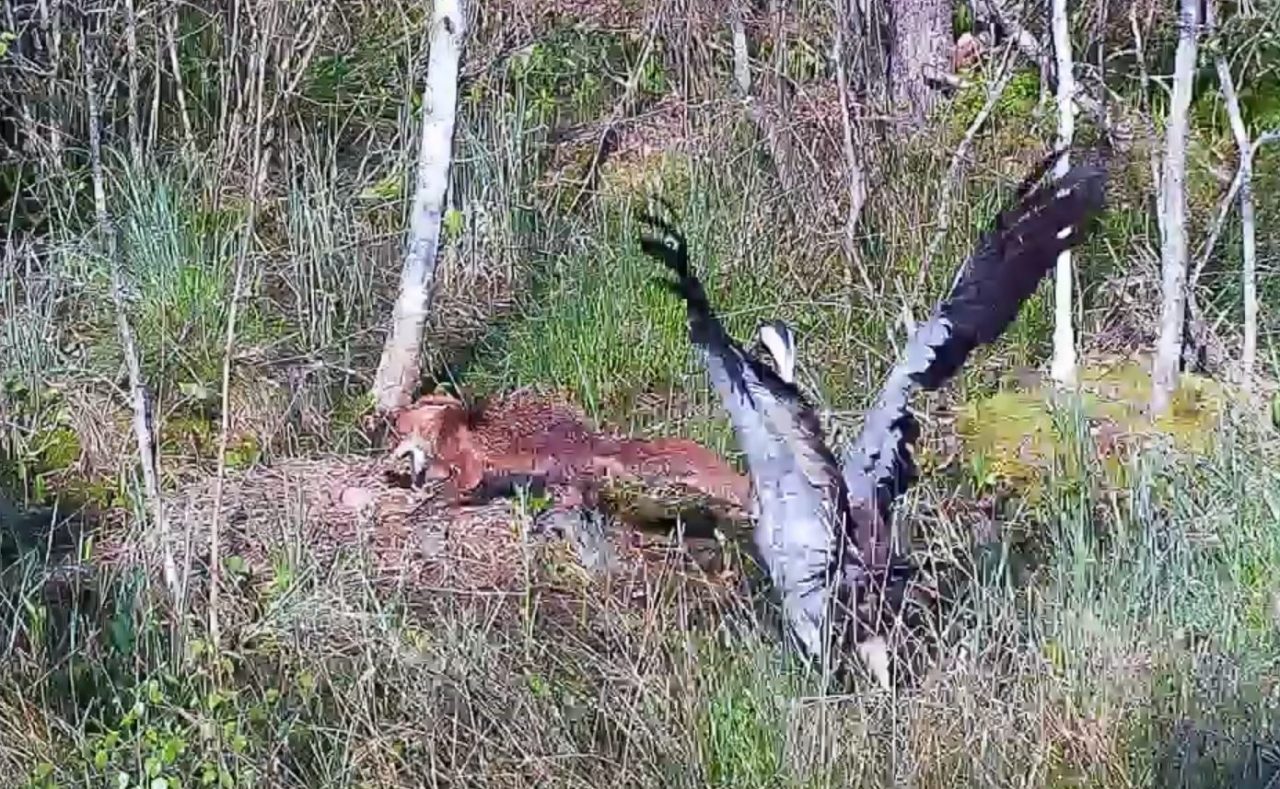 Trudne chwile nie tylko u lubelskich sokołów. Żurawie nie zdołały obronić gniazda przed atakiem lisa (wideo)