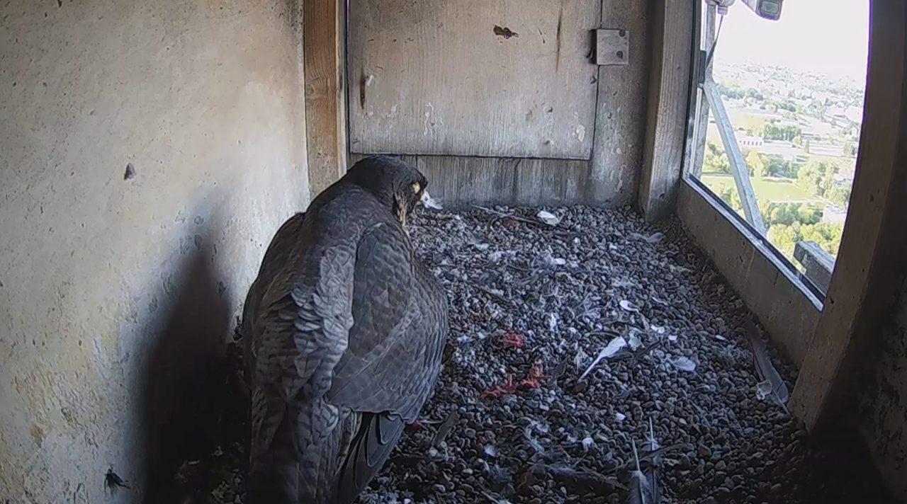 Dramatu w rodzinie lubelskich sokołów ciąg dalszy. Nie żyje samiec, został prawdopodobnie otruty