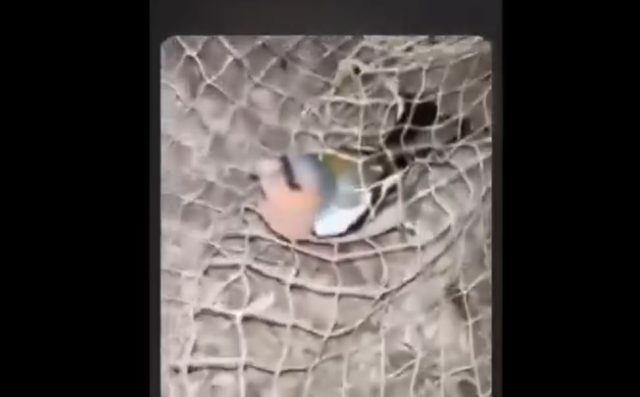 Grupa nastolatków znęcała się nad ptakami. Film trafił do sieci, młodzi ludzie trafią przed oblicze sądu (zdjęcia)