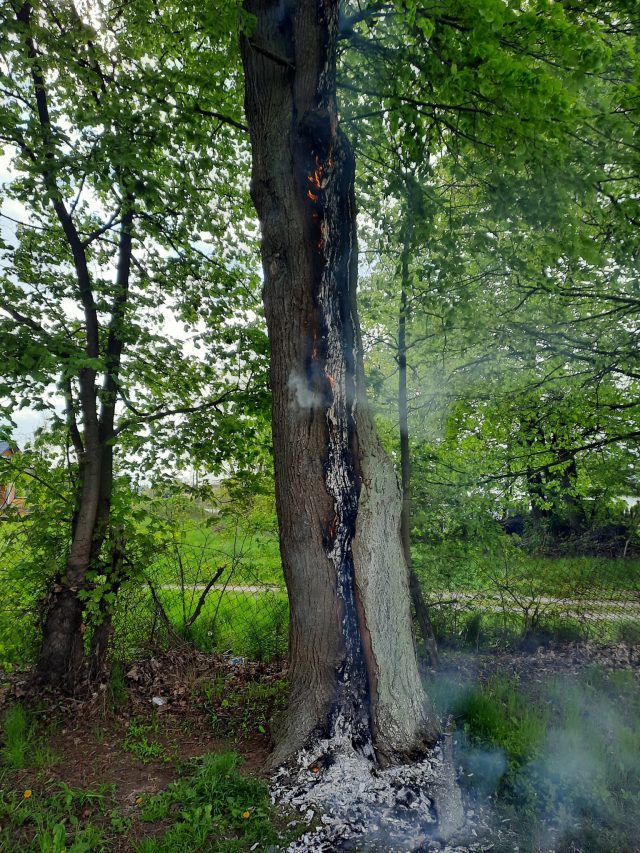 Strażacy gasili płonące drzewo (zdjęcia)