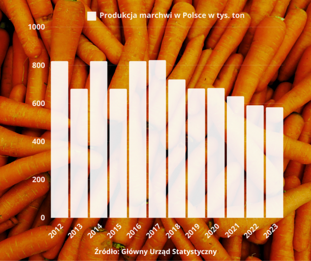 Susza zjada polską marchewkę – produkcja o 30 proc. w dół