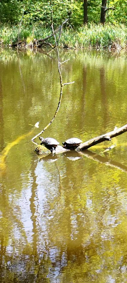Żółwie w Zalewie Zemborzyckim. Ich obecność to spory problem od wielu lat (zdjęcia)