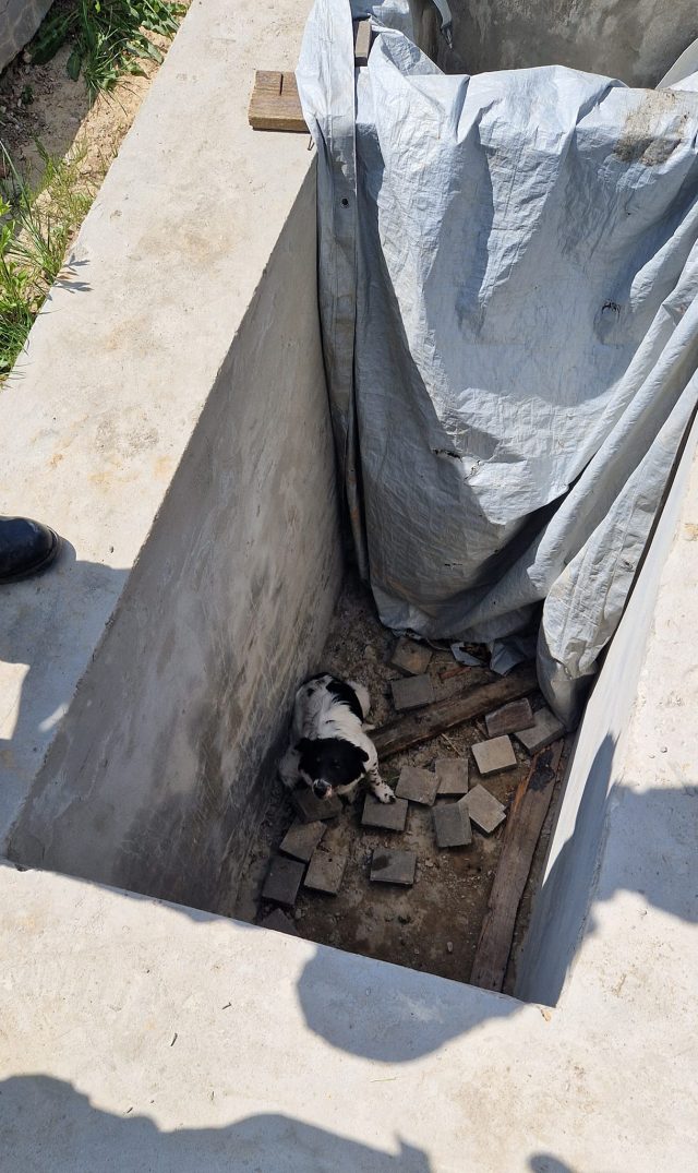 Strażacy interweniowali na cmentarzu. Pomocy potrzebował uwięziony w grobie pies (foto)