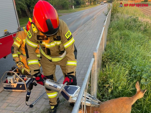 Strażacy uratowali sarnę uwięzioną w barierkach (zdjęcia)