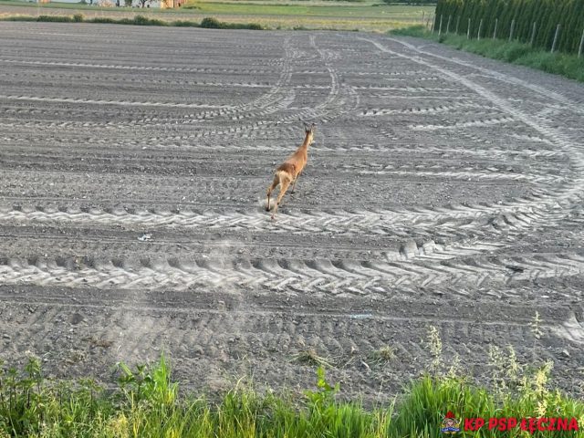 Strażacy uratowali sarnę uwięzioną w barierkach (zdjęcia)