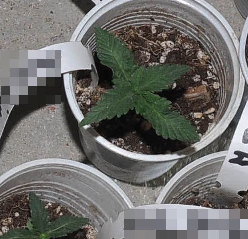 Marihuana w wiadrze, w kubeczkach sadzonki konopi. Zaczęło się od awantury domowej (zdjęcia)