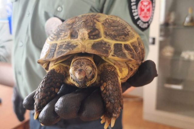 Egzotyczny pasażer w pociągu z Kijowa. Żółw stepowy trafił do zoo w Zamościu (zdjęcia)