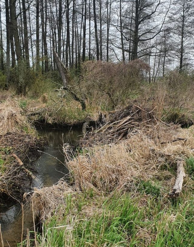 37-latek ukarany mandatem za zniszczenie tamy bobrów. Tłumaczył, że woda zalewała pobliskie łąki (zdjęcia)
