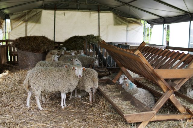 Żywe kosiarki wróciły na Zamek w Janowcu. Jednocześnie stały się atrakcją wśród turystów (zdjęcia)