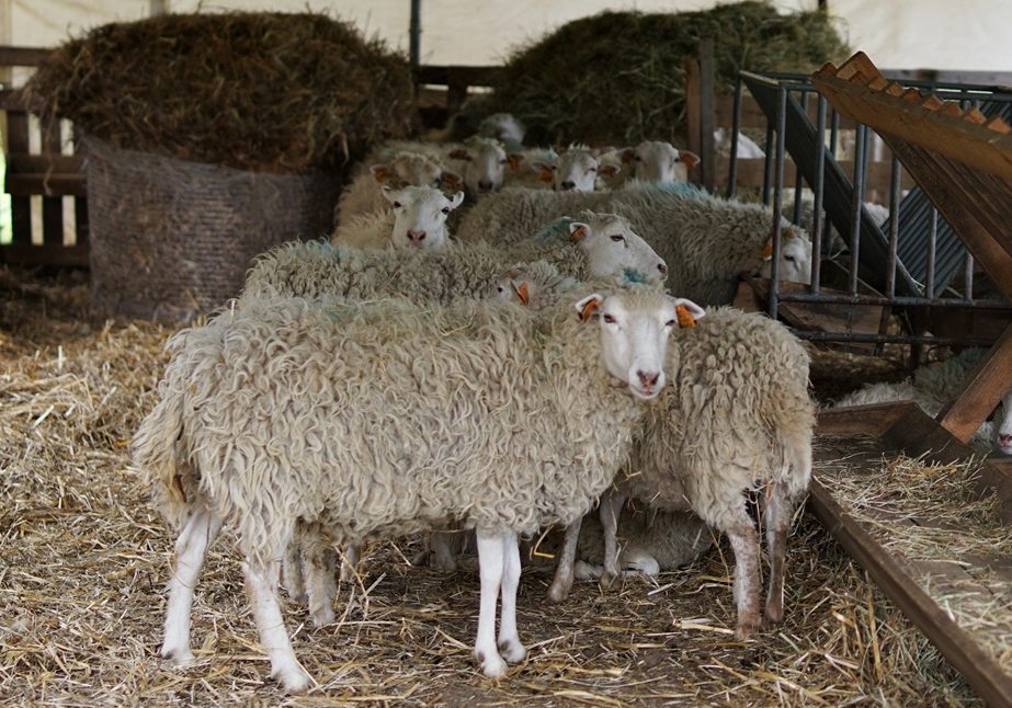 Żywe kosiarki wróciły na Zamek w Janowcu. Jednocześnie stały się atrakcją wśród turystów (zdjęcia)