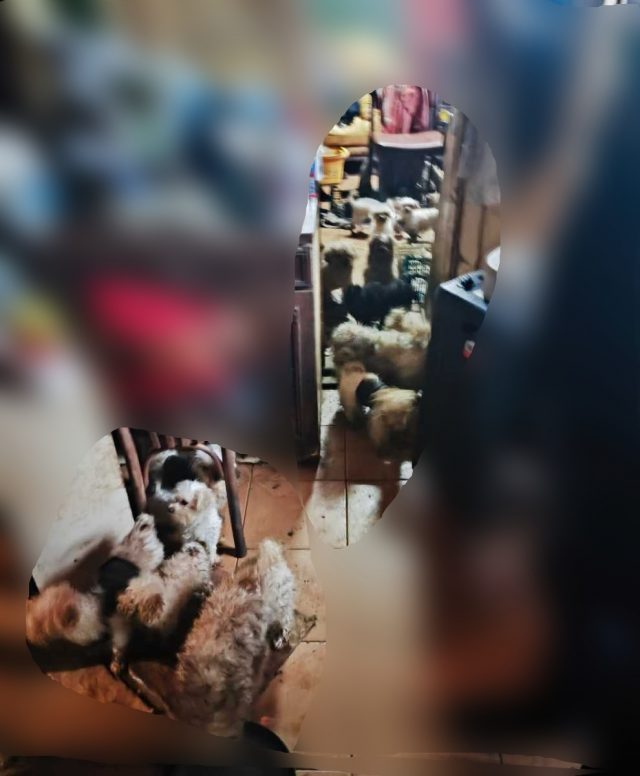 71-latka miała w domu 39 psów. Interwencja policjantów zakończyła się odebraniem zwierząt (zdjęcia)