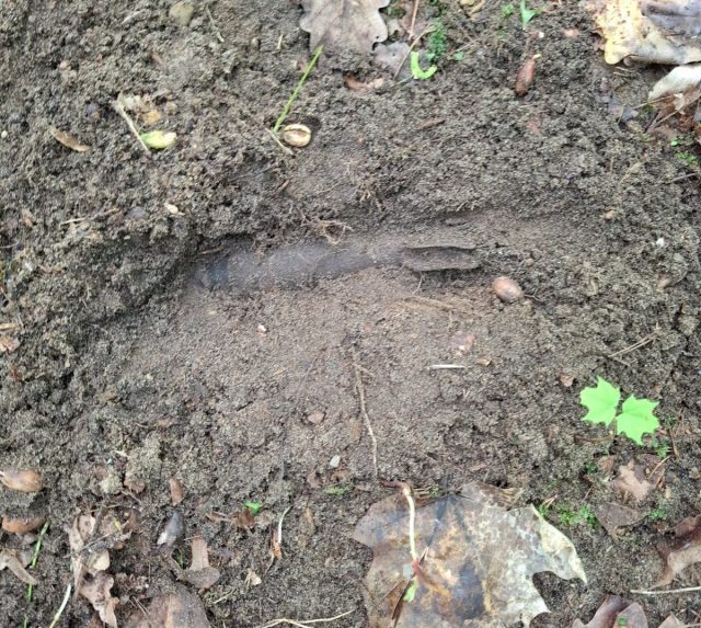 Niebezpieczne znalezisko w lesie w Dęblinie. Saperzy zneutralizowali granaty moździerzowe (zdjęcia)