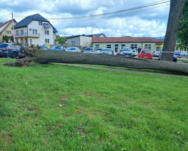 Silny wiatr powalił drzewo na samochody. Uszkodzonych zostało osiem pojazdów (zdjęcia)