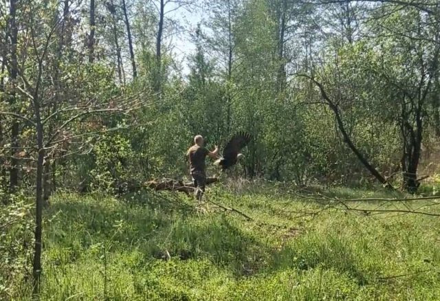 Był poraniony, wychudzony i słaby. Uratowany bielik wrócił na wolność (zdjęcia)