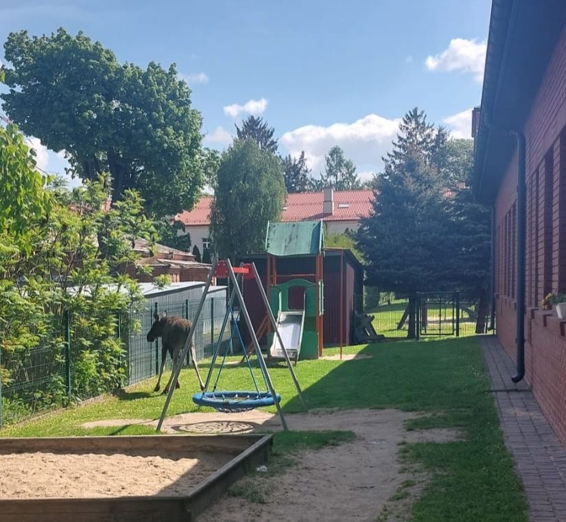 Ranny łoś spacerował ulicami Zamościa. Zwierzę zabezpieczono na terenie przedszkola