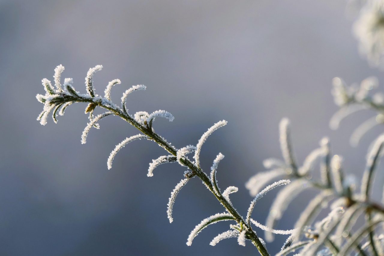 Silne przymrozki nadchodzą do woj. lubelskiego. Temperatura spadnie do -7℃ i wyrządzi szkody uprawach