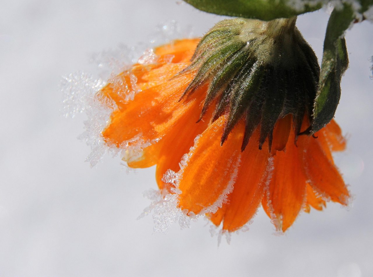 Silny spadek temperatury przy gruncie minionej nocy. Lokalnie odnotowano nawet -6°C w regionie