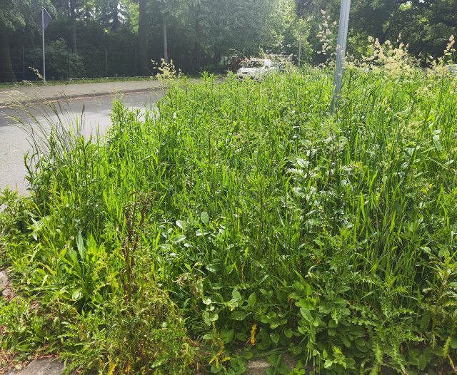 Wysoka trawa utrudnia widoczność i zagraża bezpieczeństwu. Mieszkańcy alarmują, Miasto odpowiada (zdjęcia)