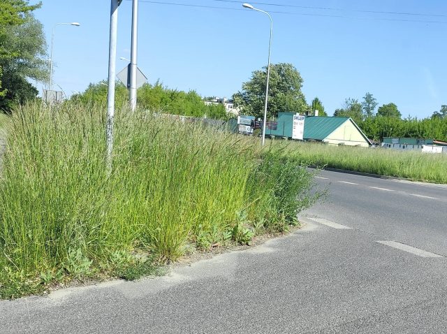 Wysoka trawa utrudnia widoczność i zagraża bezpieczeństwu. Mieszkańcy alarmują, Miasto odpowiada (zdjęcia)