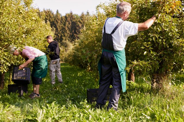 zbiór owoców na organicznej uprawie