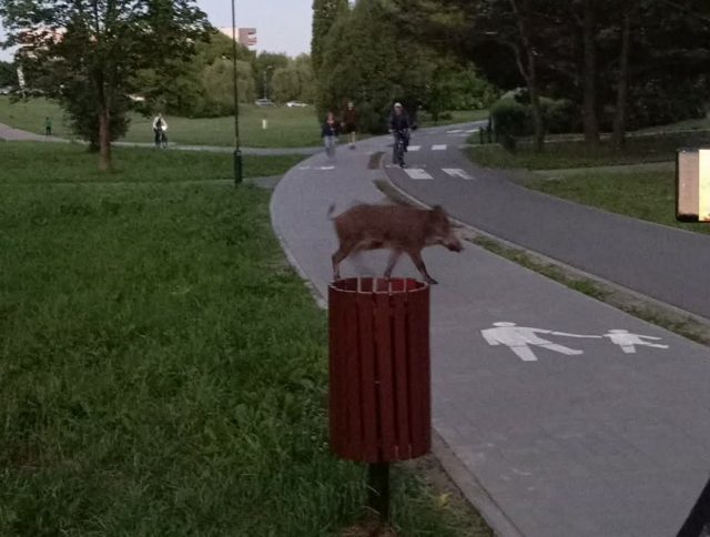 Dziki coraz śmielej wchodzą do miast. Kraków zaostrza działania, a mieszkańcy Lublina alarmują o kolejnych spotkaniach