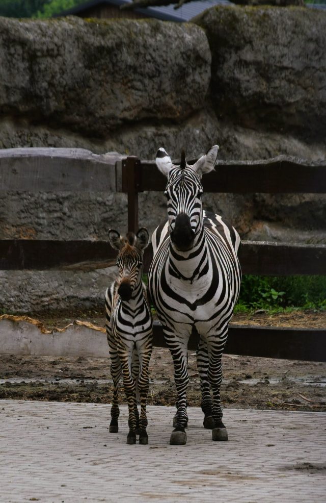 Kolejne narodziny w zamojskim zoo. Na świat przyszły zebra i leniwiec