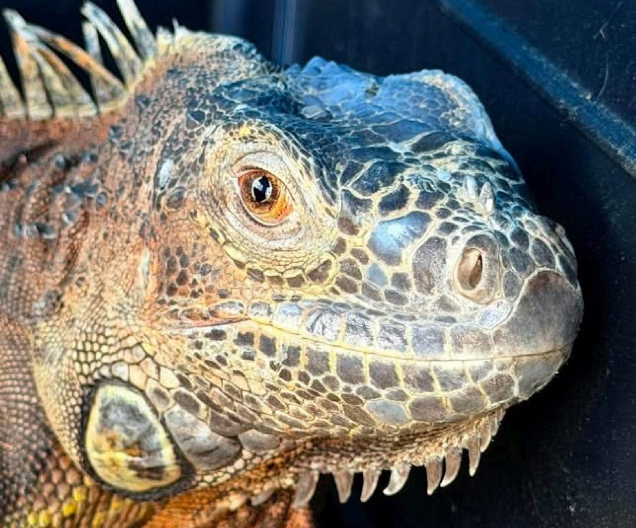 Legwan znaleziony w przepuście pod drogą. Nie wiadomo, skąd się tam wziął