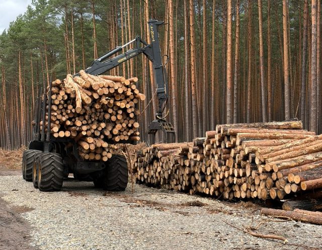 Odbudowa lasu po pożarze Puszczy Solskiej. Rozpoczął się pierwszy etap prac