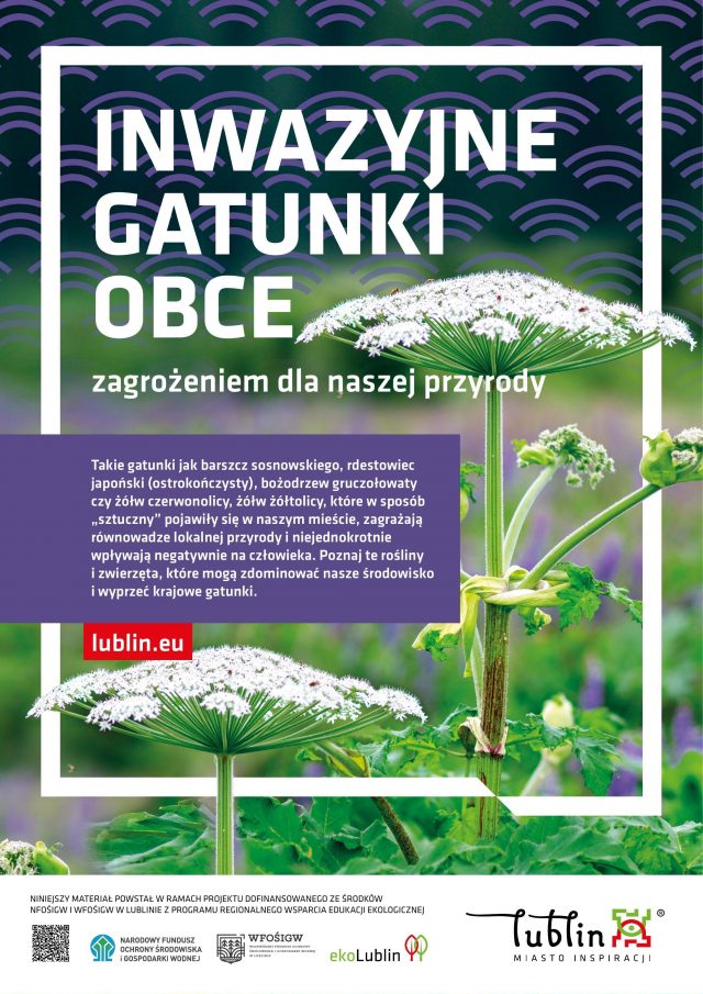Barszcz Sosnowskiego w Lublinie. Miasto usuwa kolejne stanowiska niebezpiecznej rośliny