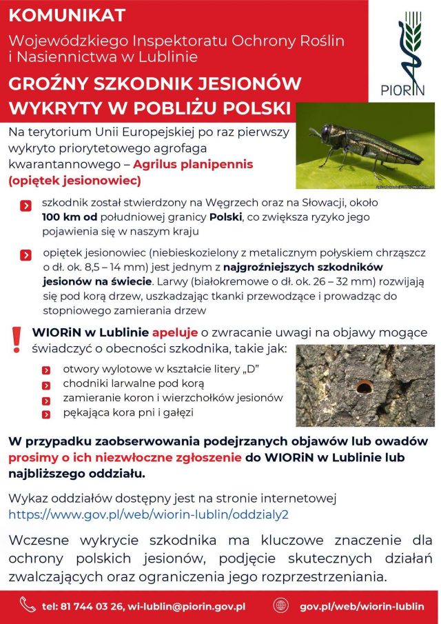 Groźny szkodnik jesionów wykryty 100 km od Polski. WIORiN w Lublinie ostrzega